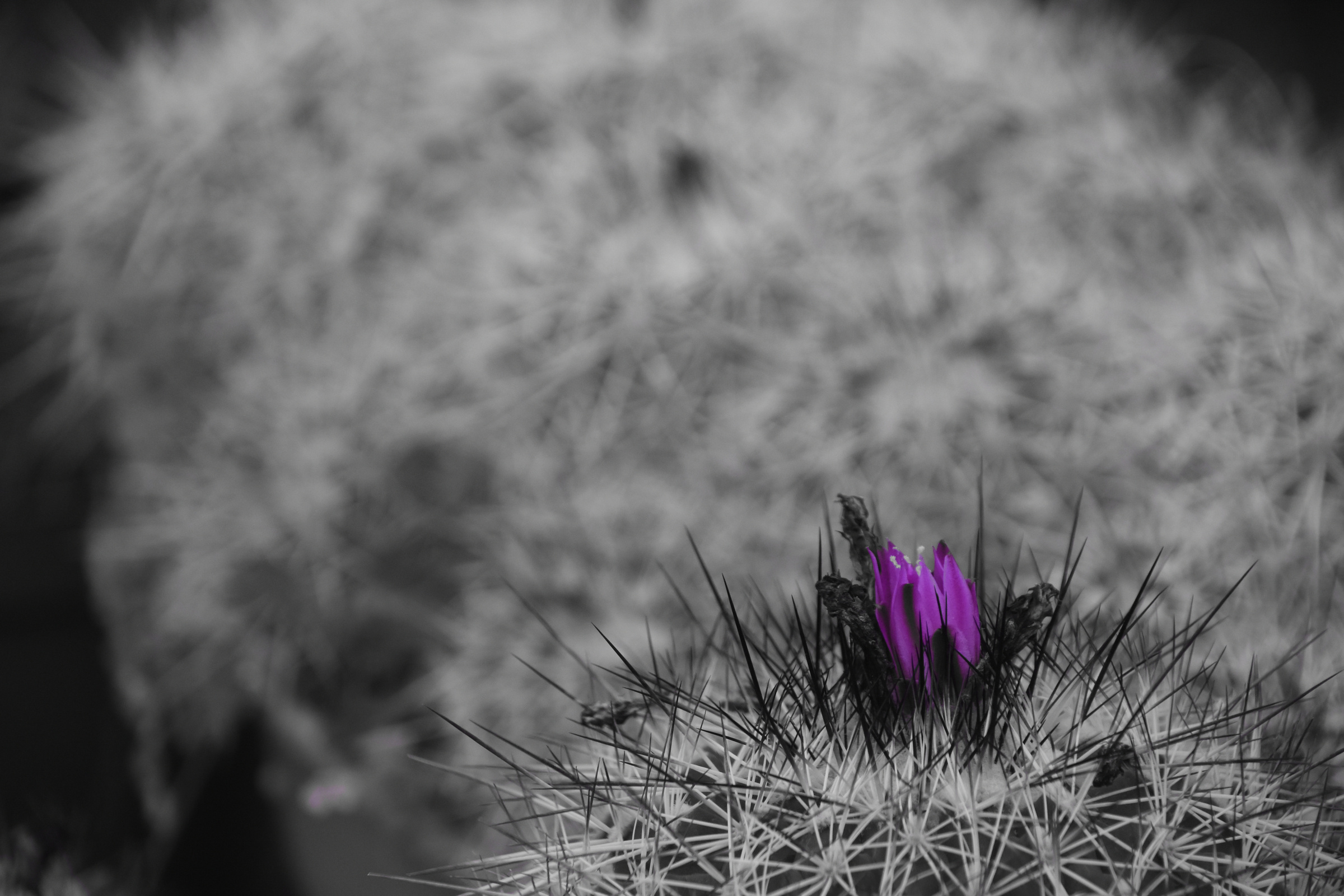 Purple cactus flower