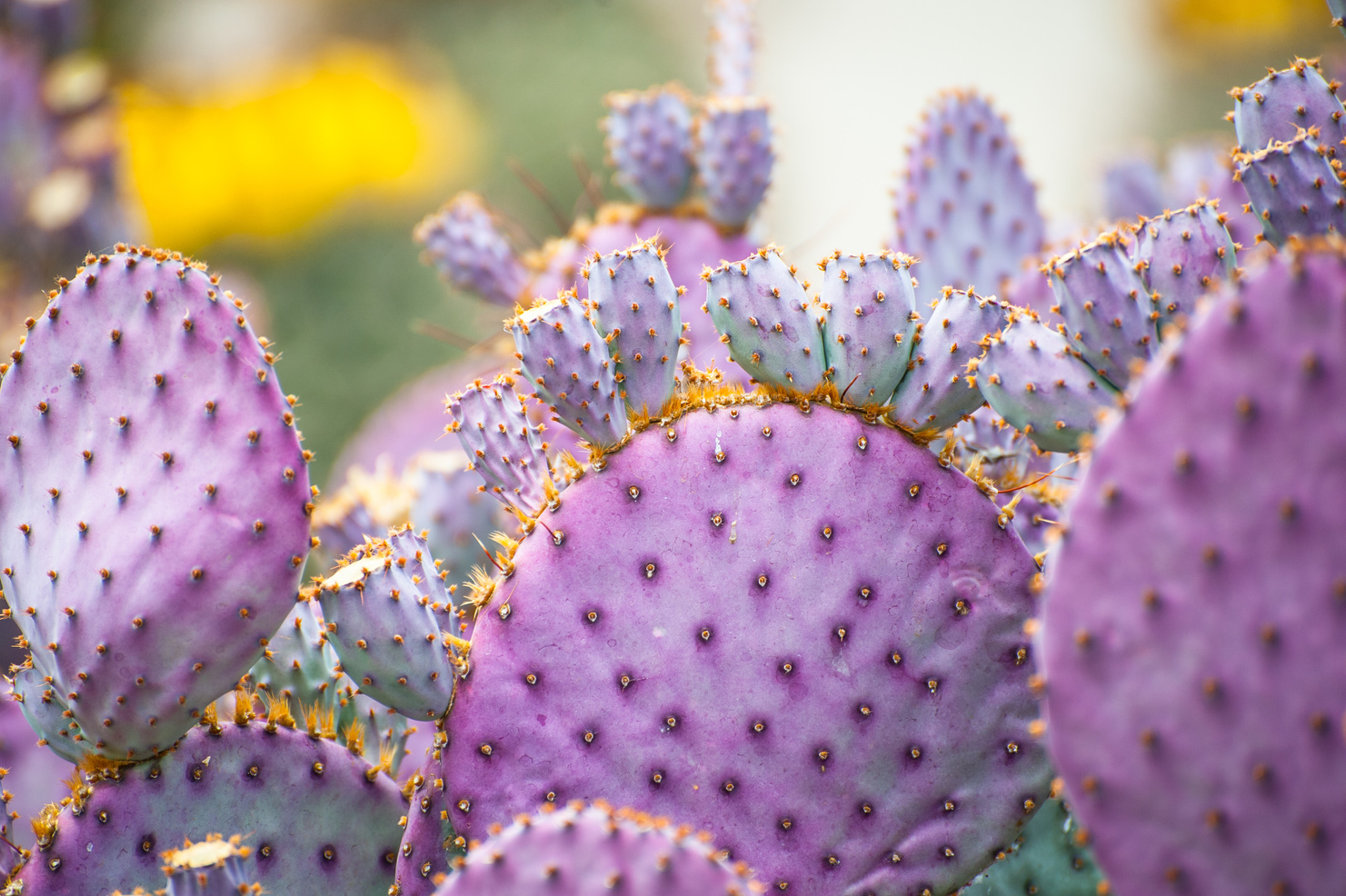 Cactus background