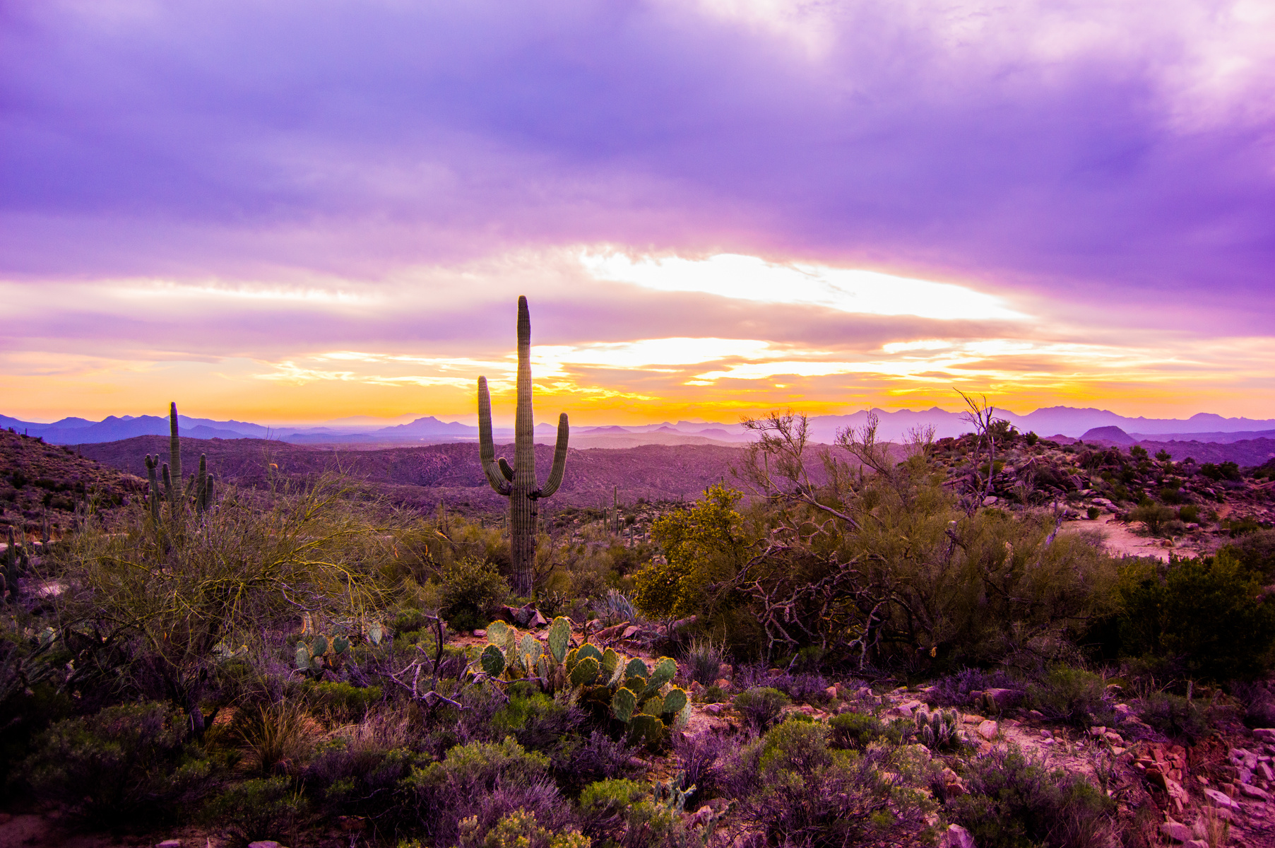 Arizona Purple Sunset with Saguaro