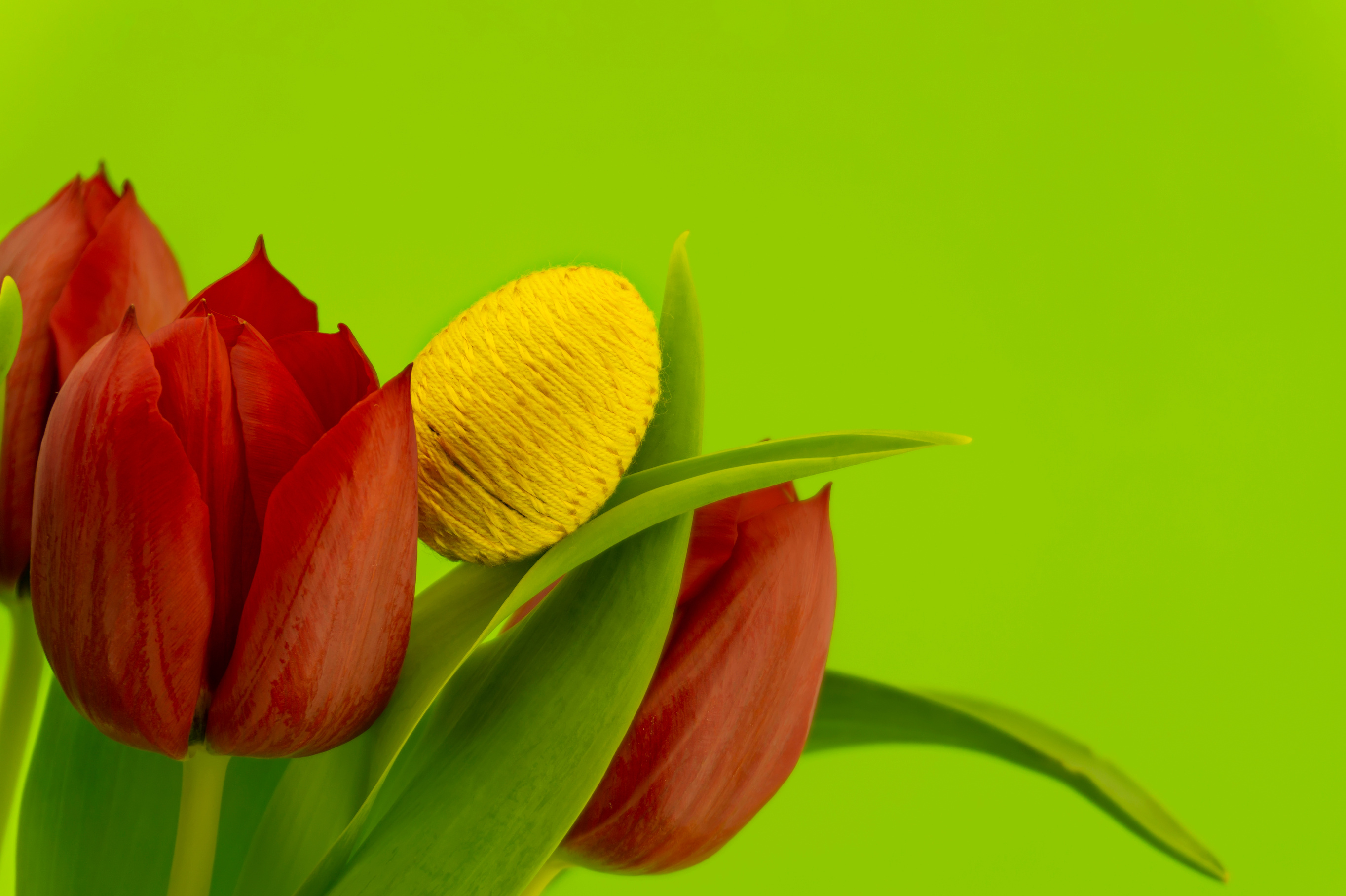 Tulips and handmade Easter egg on green